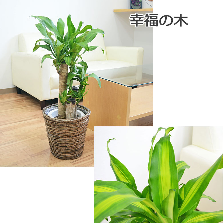 観葉植物 幸福の木 7号 イメージ