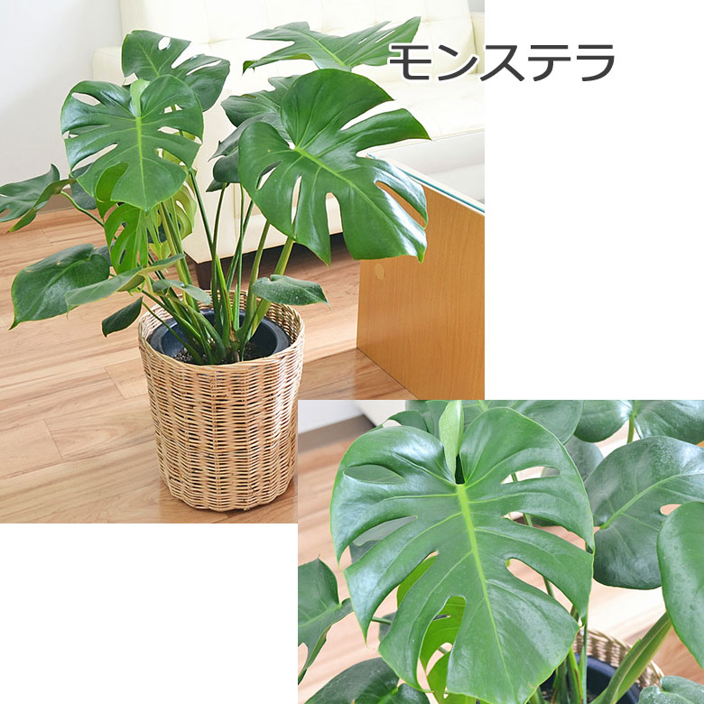 観葉植物 モンステラ 7号 イメージ