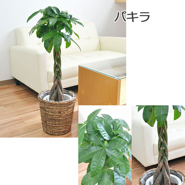 観葉植物 パキラ 7号 イメージ