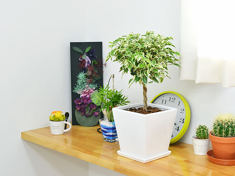 観葉植物 ベンジャミン・スターライト スクエア陶器鉢植え イメージ