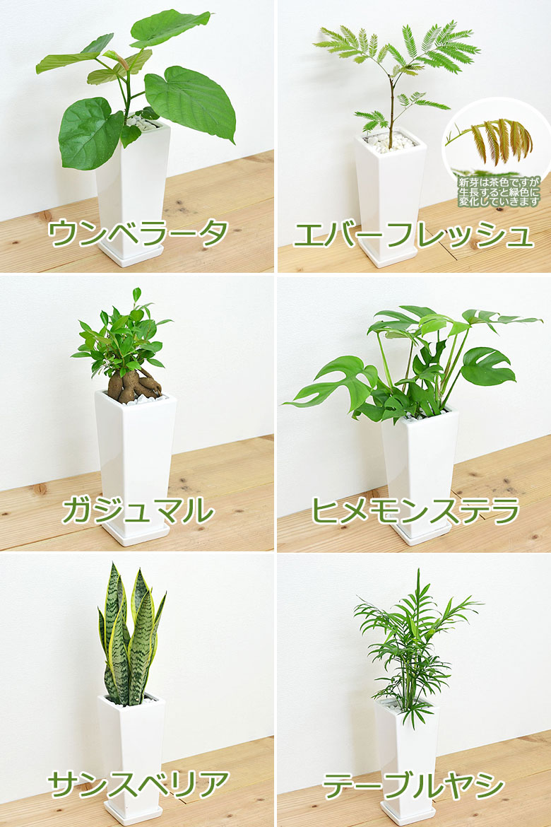 選べる観葉植物の種類1