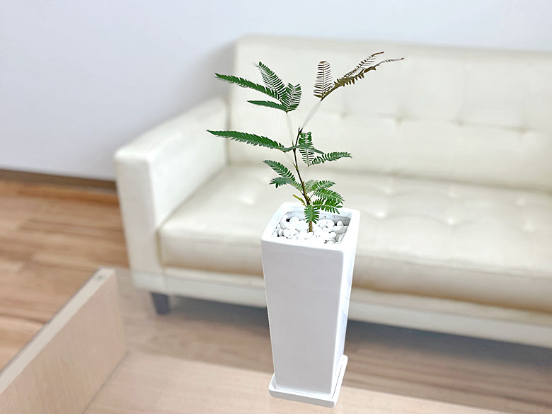 観葉植物 エバーフレッシュ スクエア陶器鉢植え イメージ