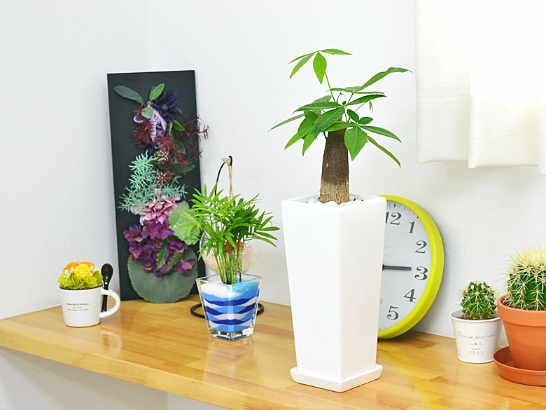 観葉植物 パキラ スクエア陶器鉢植え イメージ