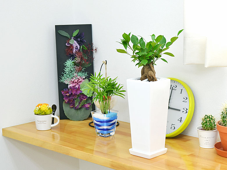 観葉植物 ガジュマル スクエア陶器鉢植え イメージ