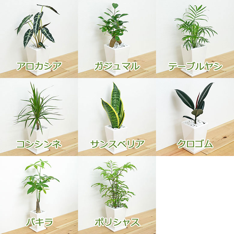 選べる観葉植物の種類