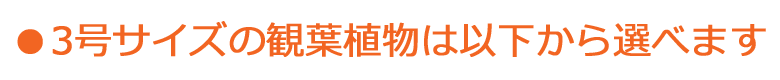 3号サイズの観葉植物は以下から選べます