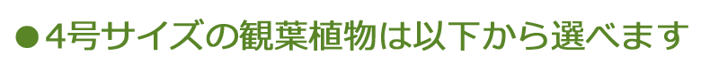 4号サイズの観葉植物は以下から選べます