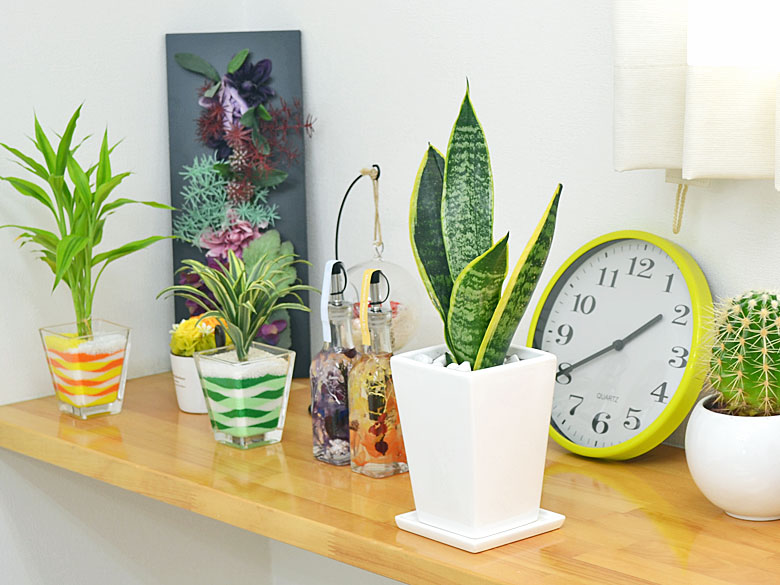 観葉植物 サンスベリア スクエア陶器鉢植え 3号 イメージ