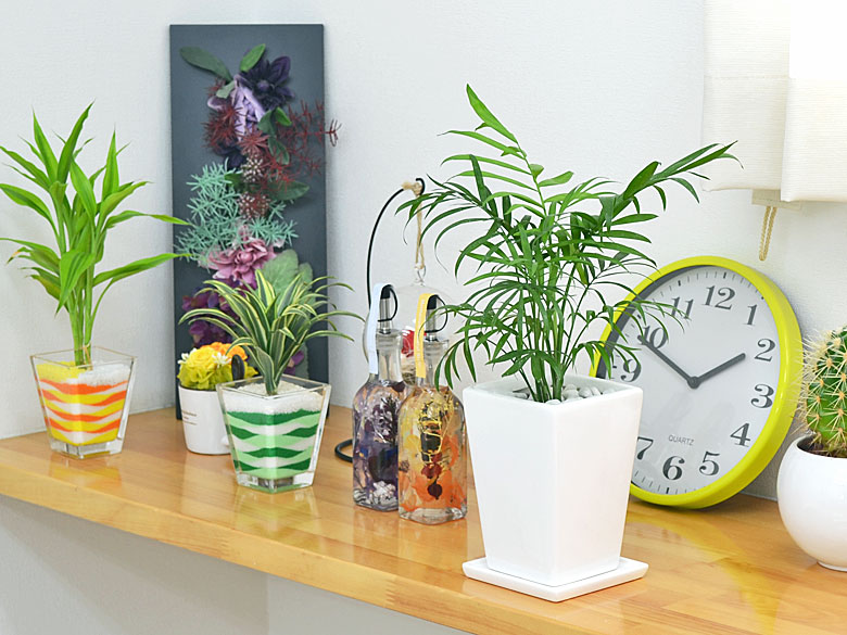 観葉植物 テーブルヤシ スクエア陶器鉢植え 3号 イメージ