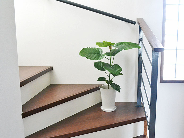 観葉植物 フィカス・ウンベラータ イメージ2