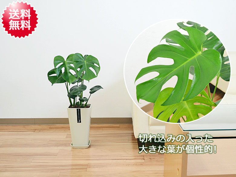 観葉植物 モンステラ カラースクエアポット 6号 イメージ