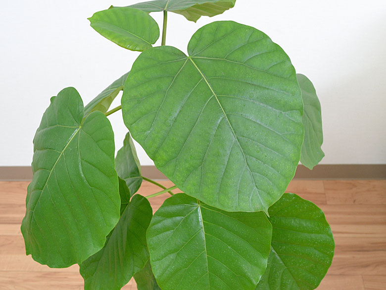 送料無料 観葉植物 ウンベラータ ゴム フィカス カラースクエアポット 6号 観葉植物の販売 ギフトならフラワーコーポレーション