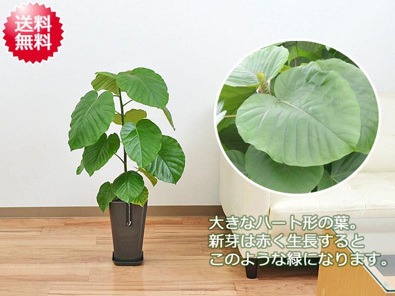 送料無料 観葉植物 ウンベラータ ゴム フィカス カラースクエアポット 6号 観葉植物の販売 ギフトならフラワーコーポレーション