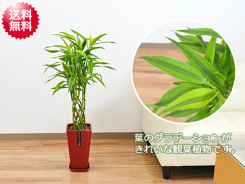 観葉植物 ミリオンバンブー カラースクエアポット 6号 イメージ