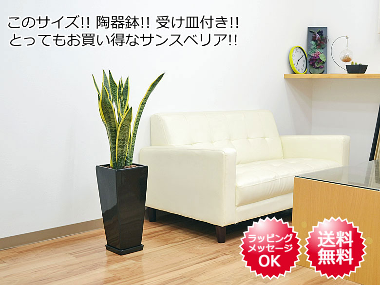 観葉植物 サンスベリア 陶器鉢植え 7号 イメージ