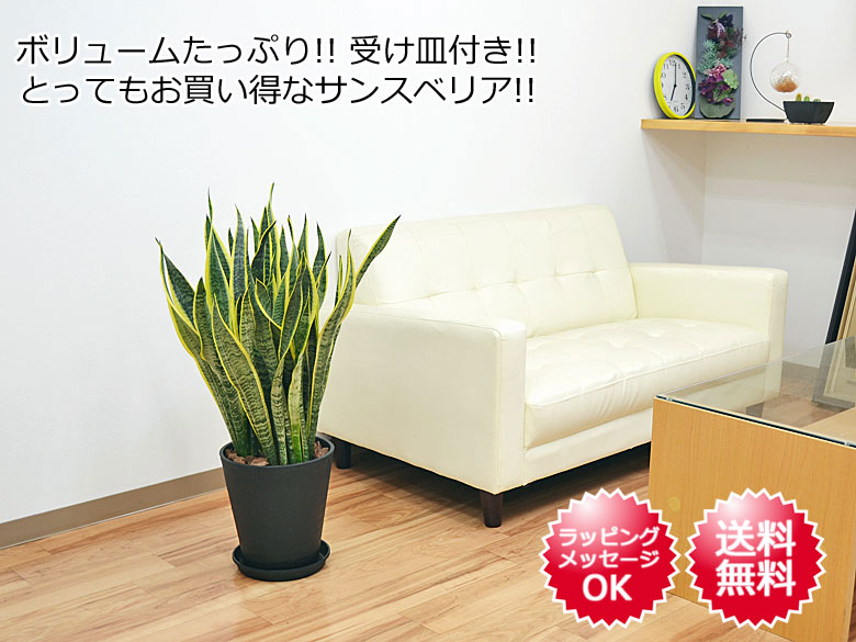 観葉植物 サンスベリア 8号セラート鉢 イメージ