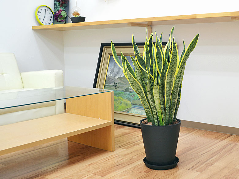 観葉植物 サンスベリア 8号セラート鉢 イメージ2