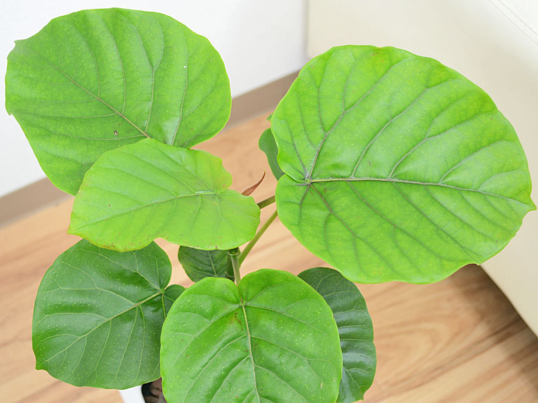観葉植物 フィカス・ウンベラータ 6号陶器鉢 葉の拡大