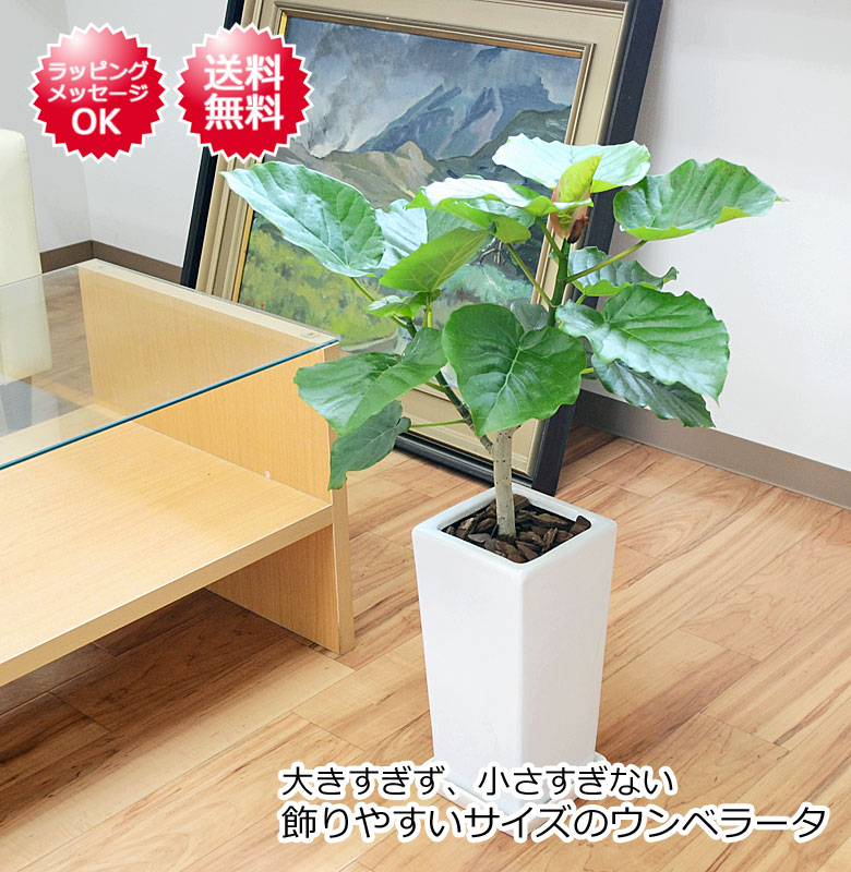 観葉植物 フィカス・ウンベラータ 6号陶器鉢 イメージ