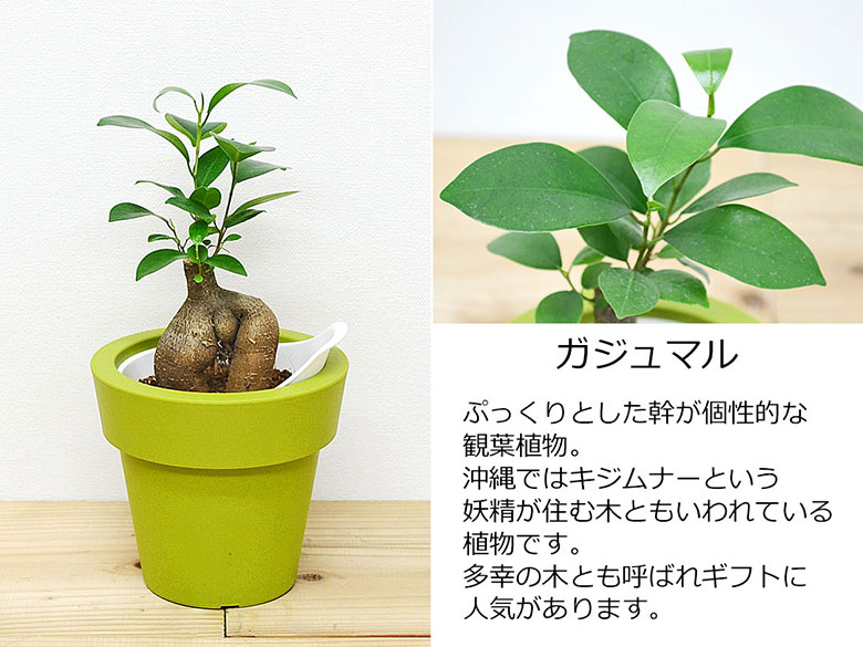 観葉植物 底面給水 3鉢セット ガジュマル