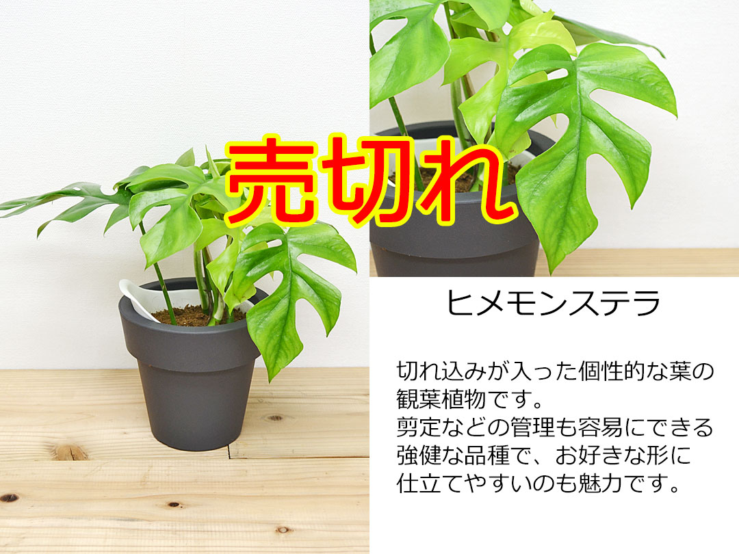 観葉植物 底面給水 3鉢セット ヒメモンステラ