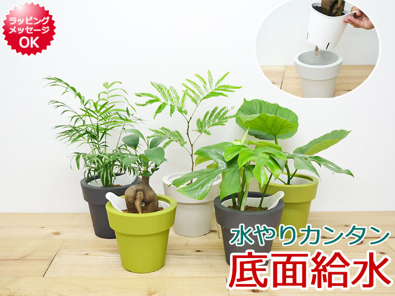 観葉植物 底面給水 3鉢セット イメージ