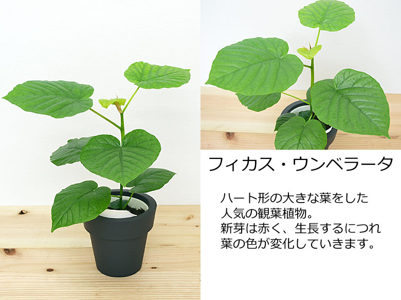 観葉植物 底面給水 3鉢セット ウンベラータ