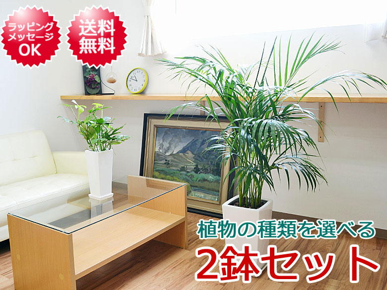 観葉植物 7号4号 陶器鉢植え 2鉢セット イメージ