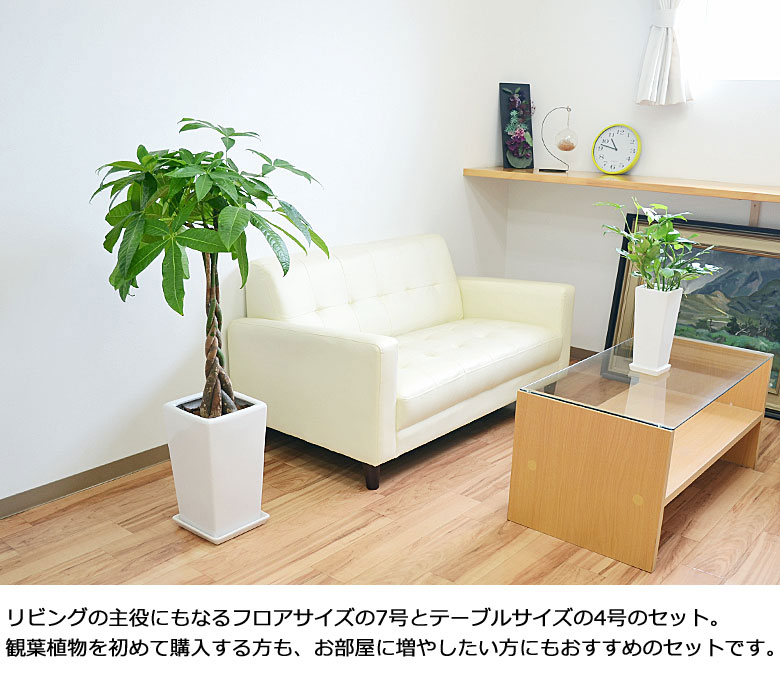 観葉植物 7号4号 陶器鉢植え 2鉢セット イメージ2