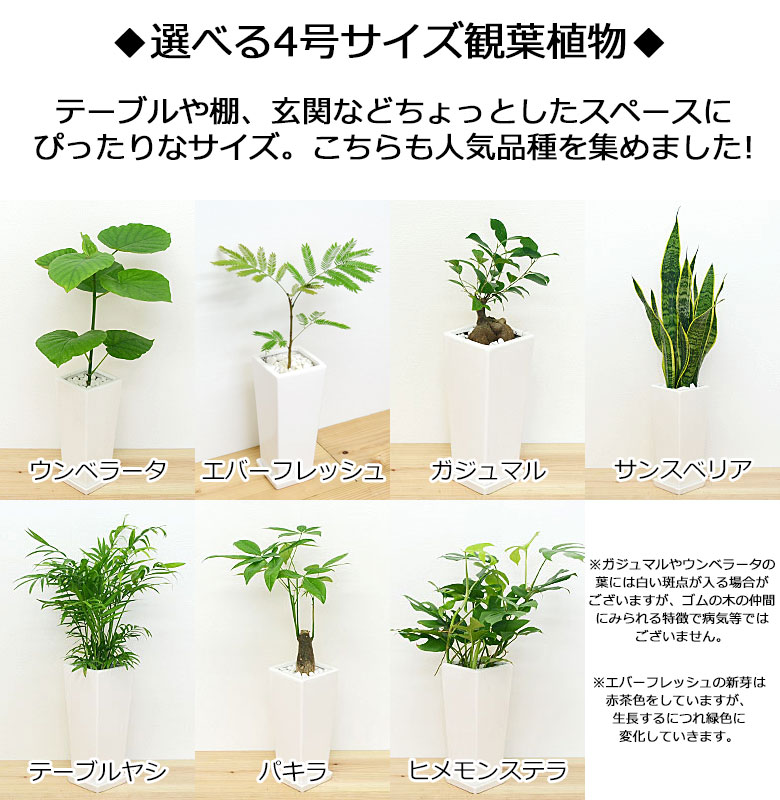 観葉植物 7号4号 陶器鉢植え 2鉢セット 4号の種類