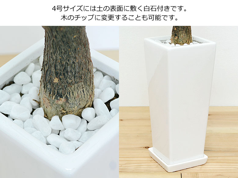 観葉植物 7号4号 陶器鉢植え 2鉢セット 4号のマルチング