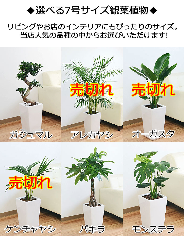 観葉植物 7号4号 陶器鉢植え 2鉢セット 7号の種類