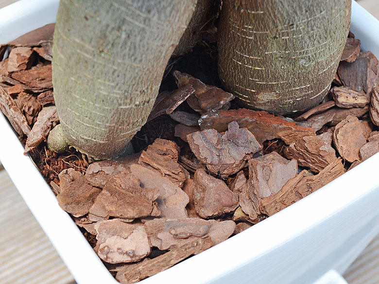 観葉植物 ガジュマル ホワイトスクエア陶器鉢 土の表面の拡大