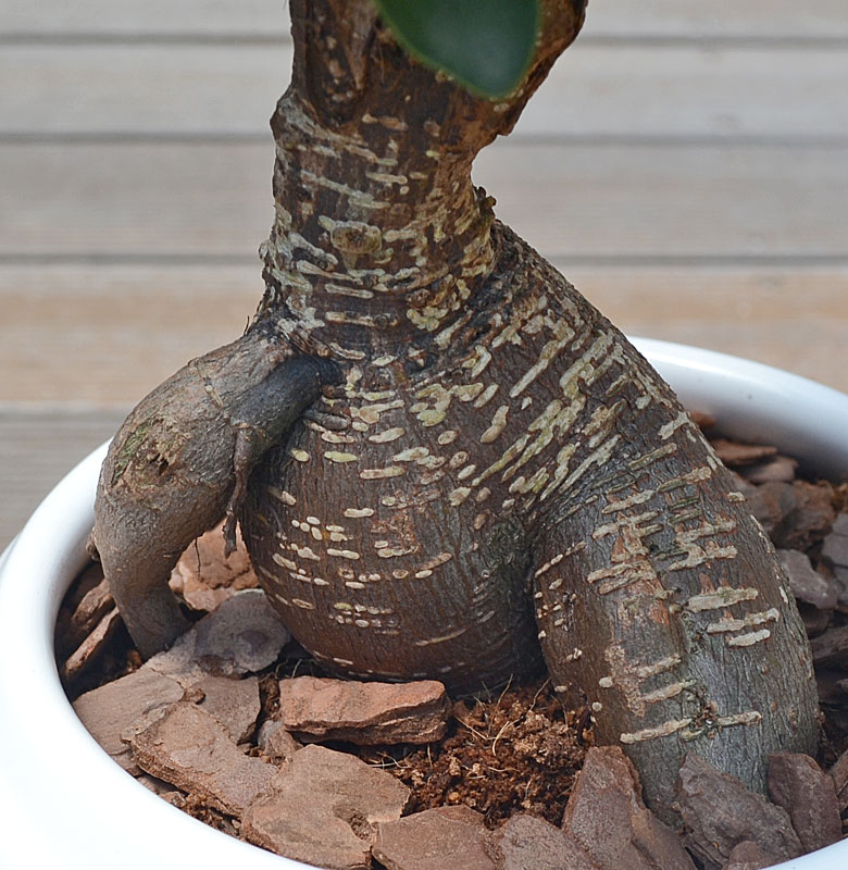 観葉植物 ガジュマル ボール形陶器鉢 幹の拡大