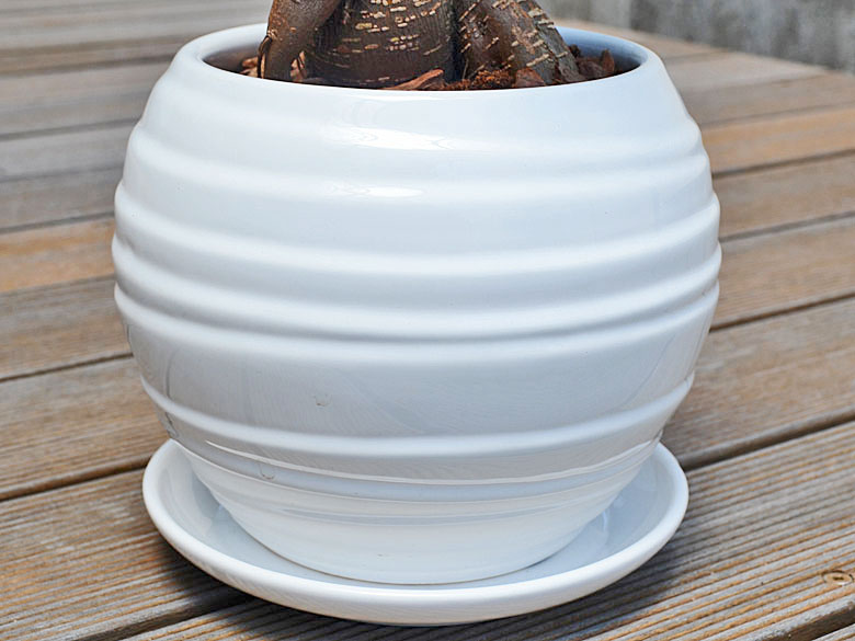 観葉植物 ガジュマル ボール形陶器鉢 陶器鉢の拡大