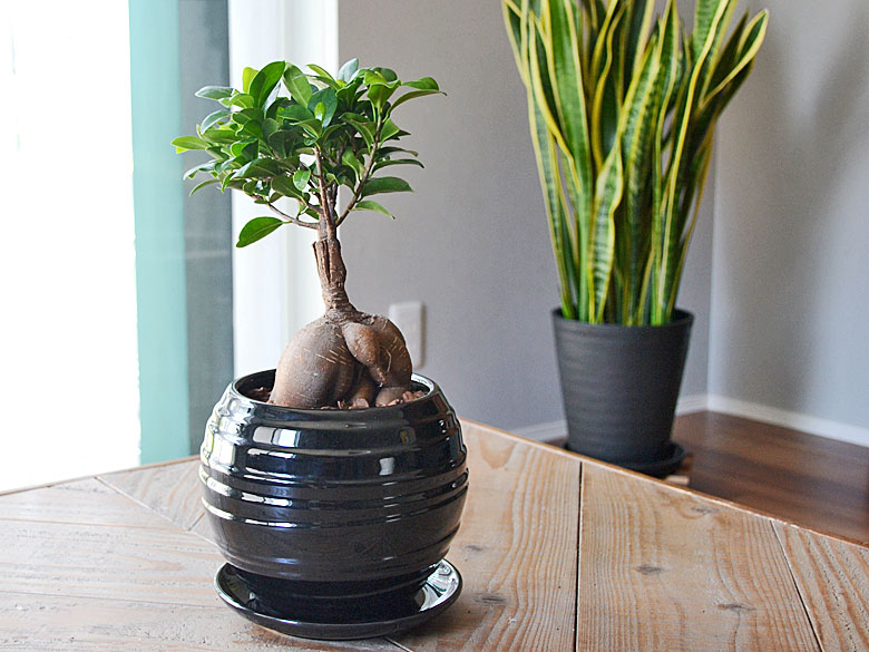 観葉植物 ガジュマル ボール形陶器鉢 ブラックイメージ