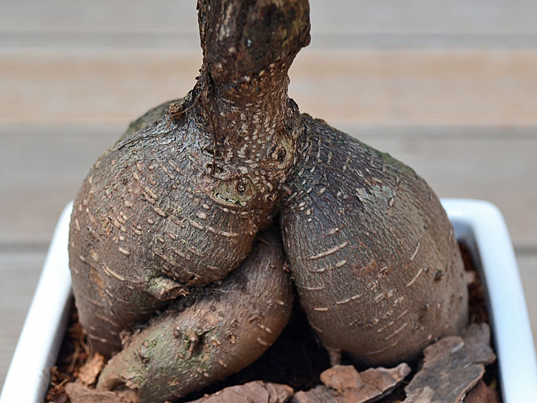 観葉植物 ガジュマル キューブ陶器鉢 幹の拡大