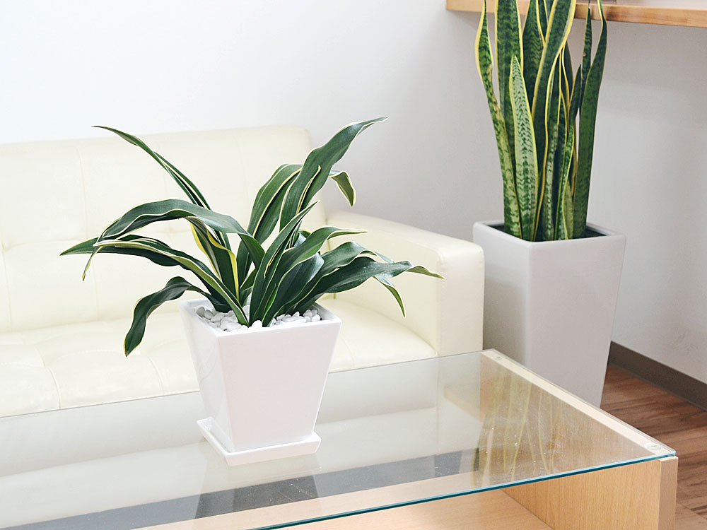 観葉植物 万年青 オモト 甲竜 コウリュウ 陶器鉢植え ホワイトスクエア おしゃれ お祝い 送料 観葉植物 の販売 ギフトならフラワーコーポレーション