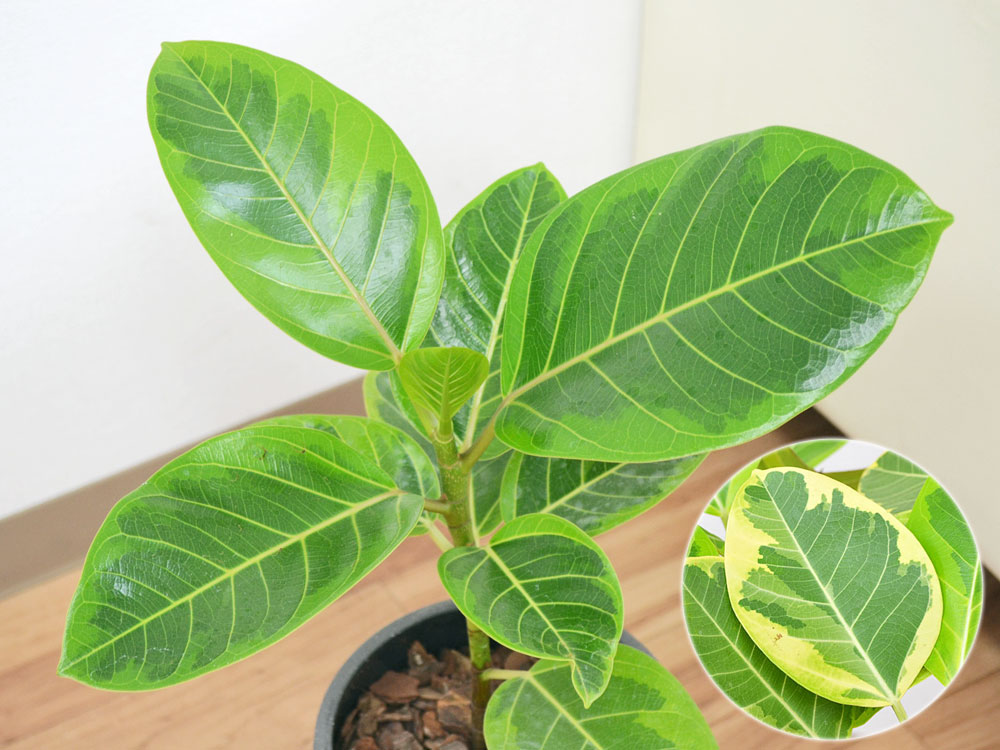 観葉植物 フィカス アルテシーマ アルテシマゴム 陶器鉢植え アンティーク マット ホワイト 観葉植物の販売 ギフトならフラワーコーポレーション 観葉植物 フィカス アルテシーマ アルテシマゴム 陶器鉢植え アンティーク マット ホワイト 観葉植物の販売 ギフトならフラワーコーポレーション