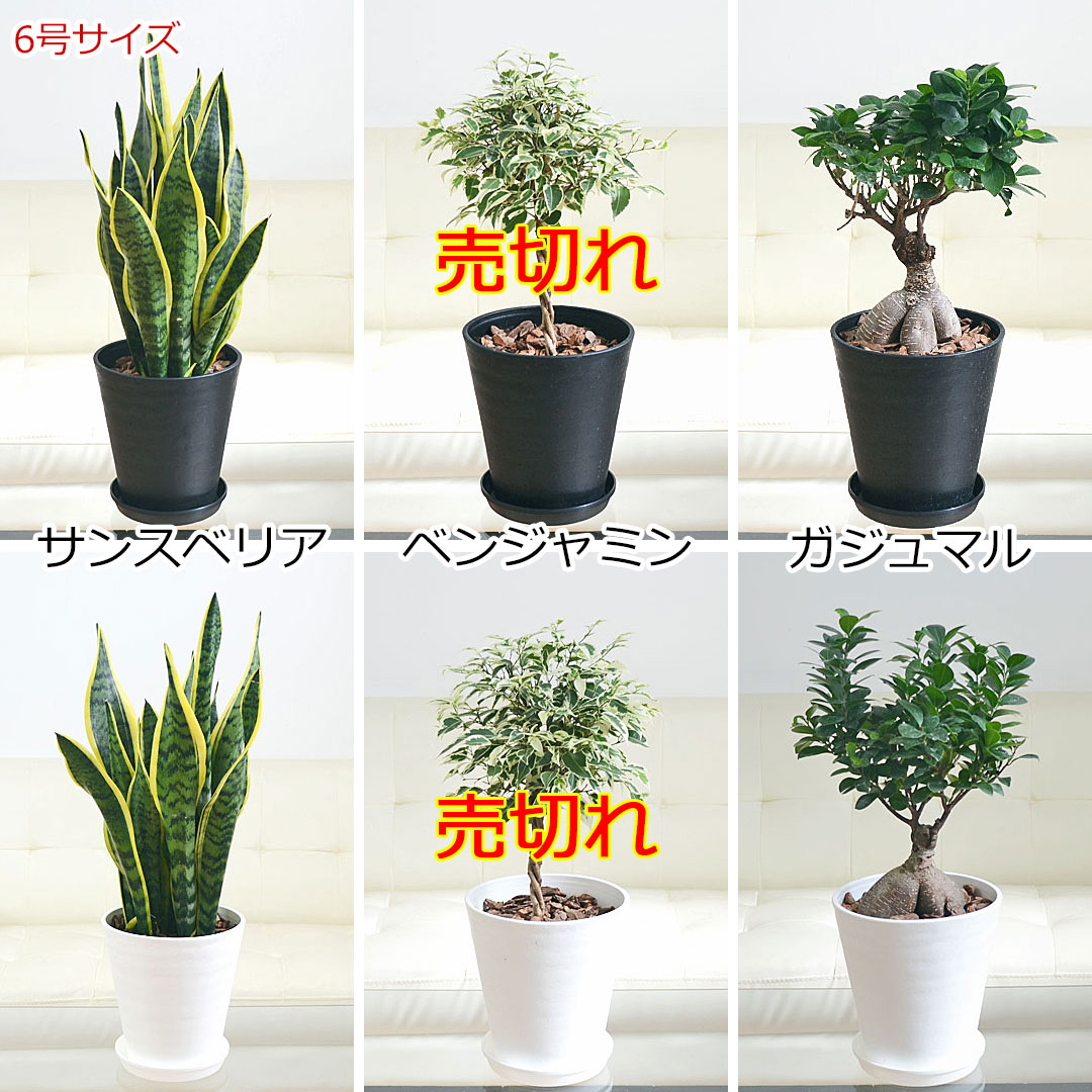 観葉植物 4鉢セット 6号サイズの観葉植物画像