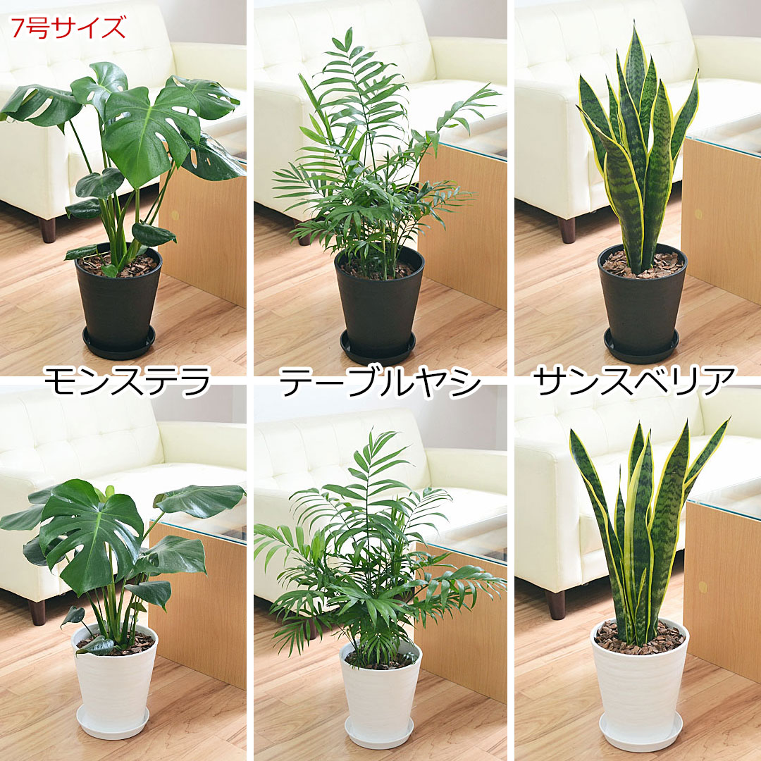 観葉植物 4鉢セット 7号サイズの観葉植物画像