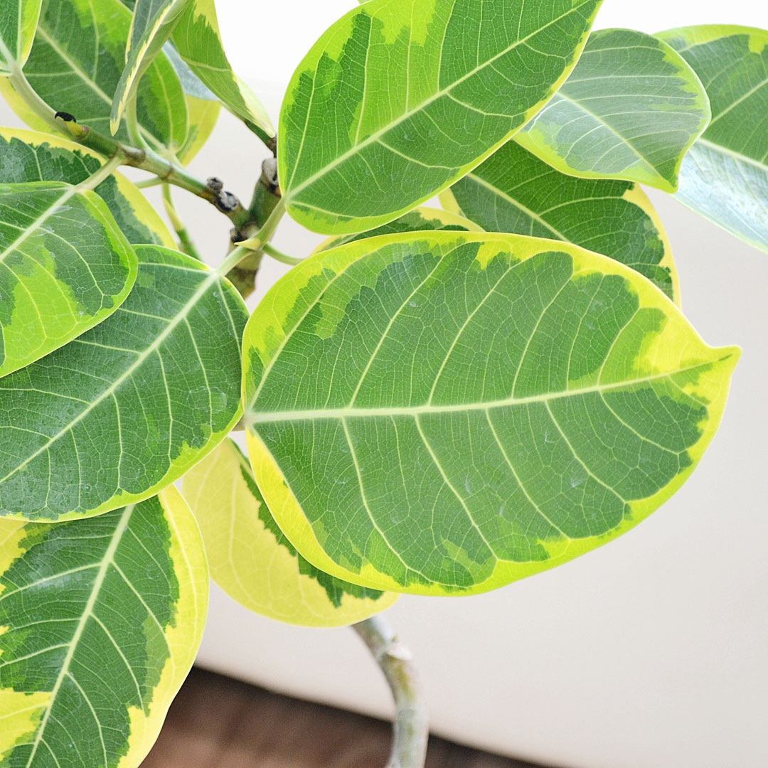 観葉植物 アルテシーマ らせん曲がり 6号 陶器鉢 葉の拡大