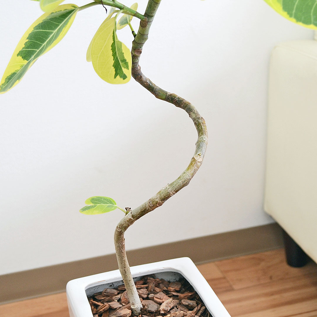 観葉植物 アルテシーマ らせん曲がり 6号 陶器鉢 幹の拡大