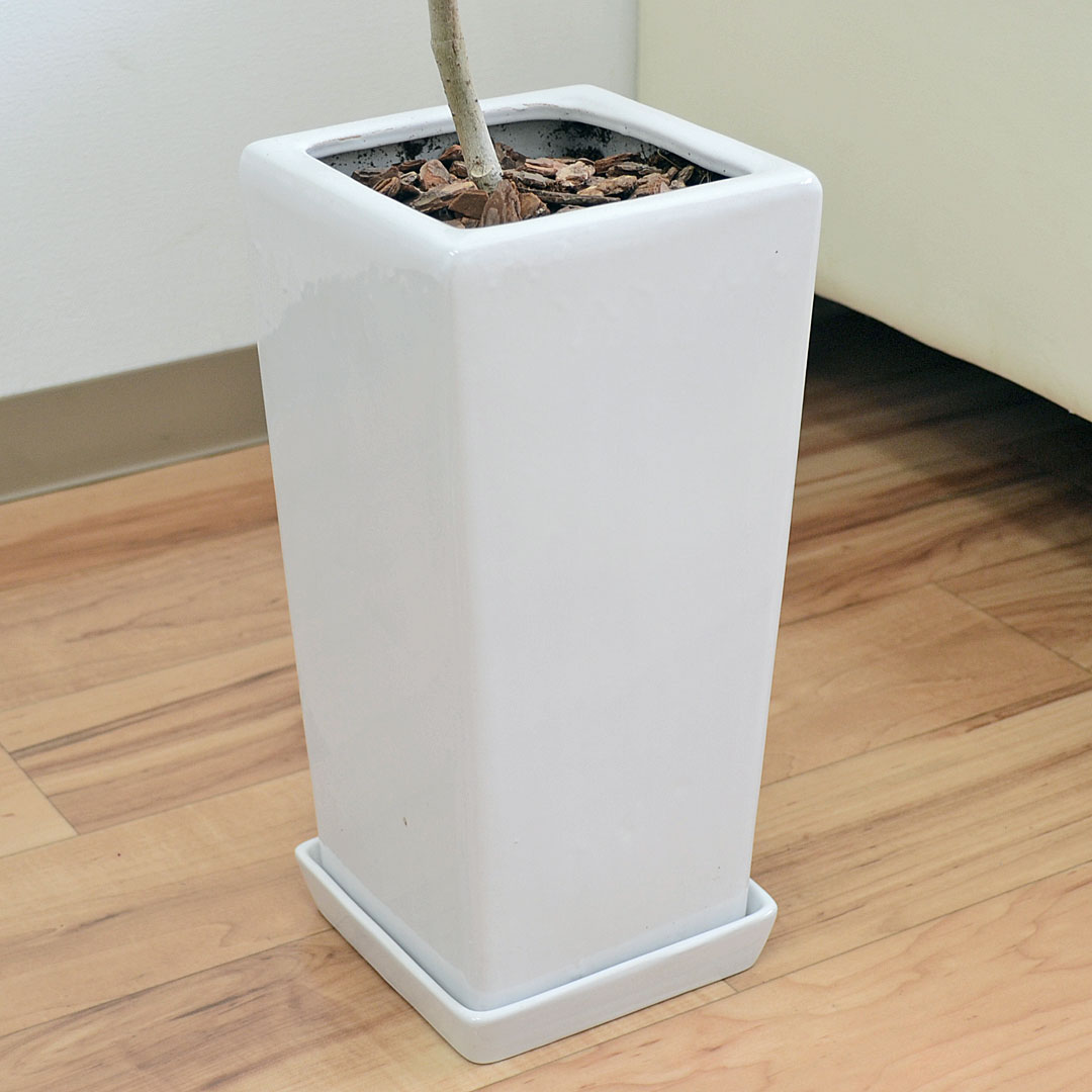 観葉植物 アルテシーマ らせん曲がり 6号 陶器鉢 陶器鉢の拡大
