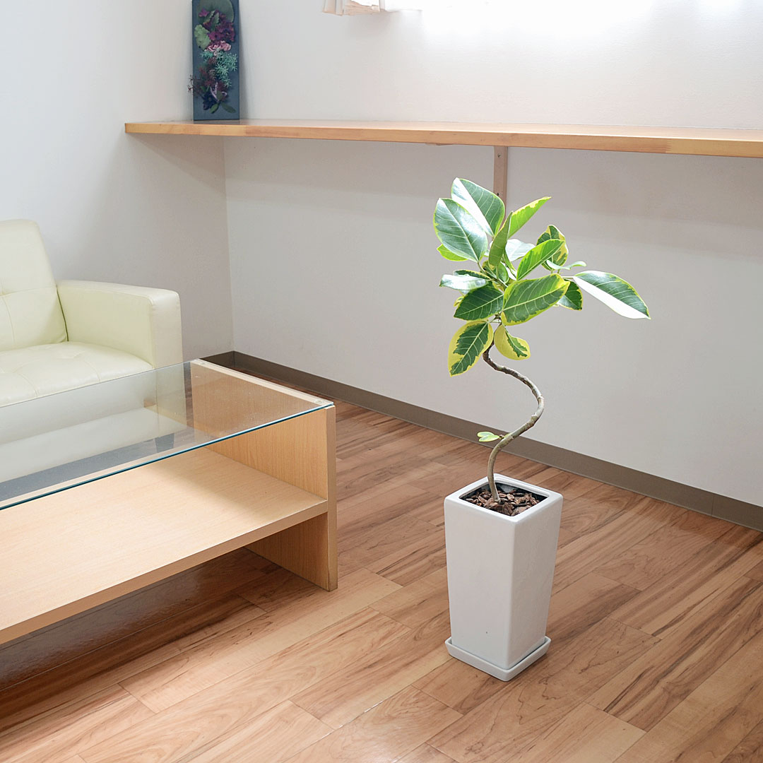 観葉植物 アルテシーマ らせん曲がり 6号 陶器鉢 イメージ3