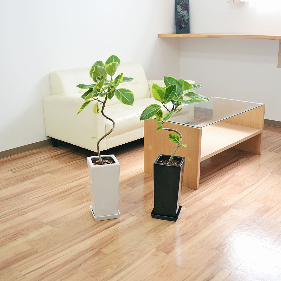 観葉植物 フィカス アルテシーマ アルテシマゴム らせん曲がり 陶器鉢植え 送料無料 観葉植物の販売 ギフトならフラワーコーポレーション
