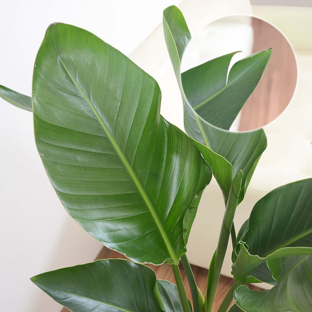 観葉植物 オーガスタ 8号 スクエア鉢 葉の拡大