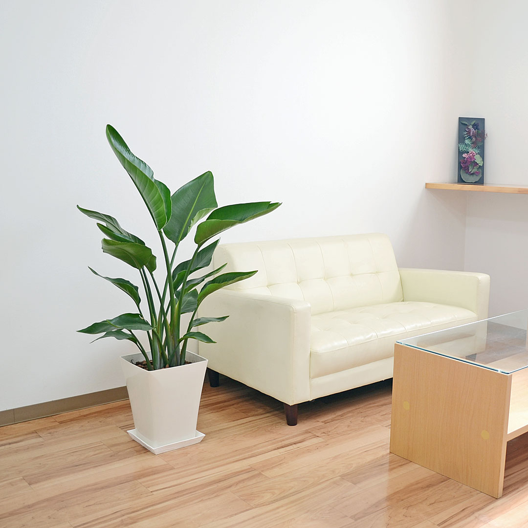 観葉植物 オーガスタ 8号 スクエア鉢 イメージ3