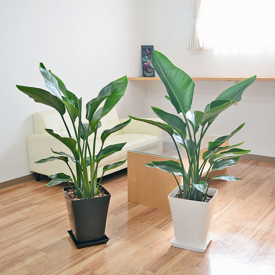 観葉植物 オーガスタ 8号 スクエア鉢 イメージ
