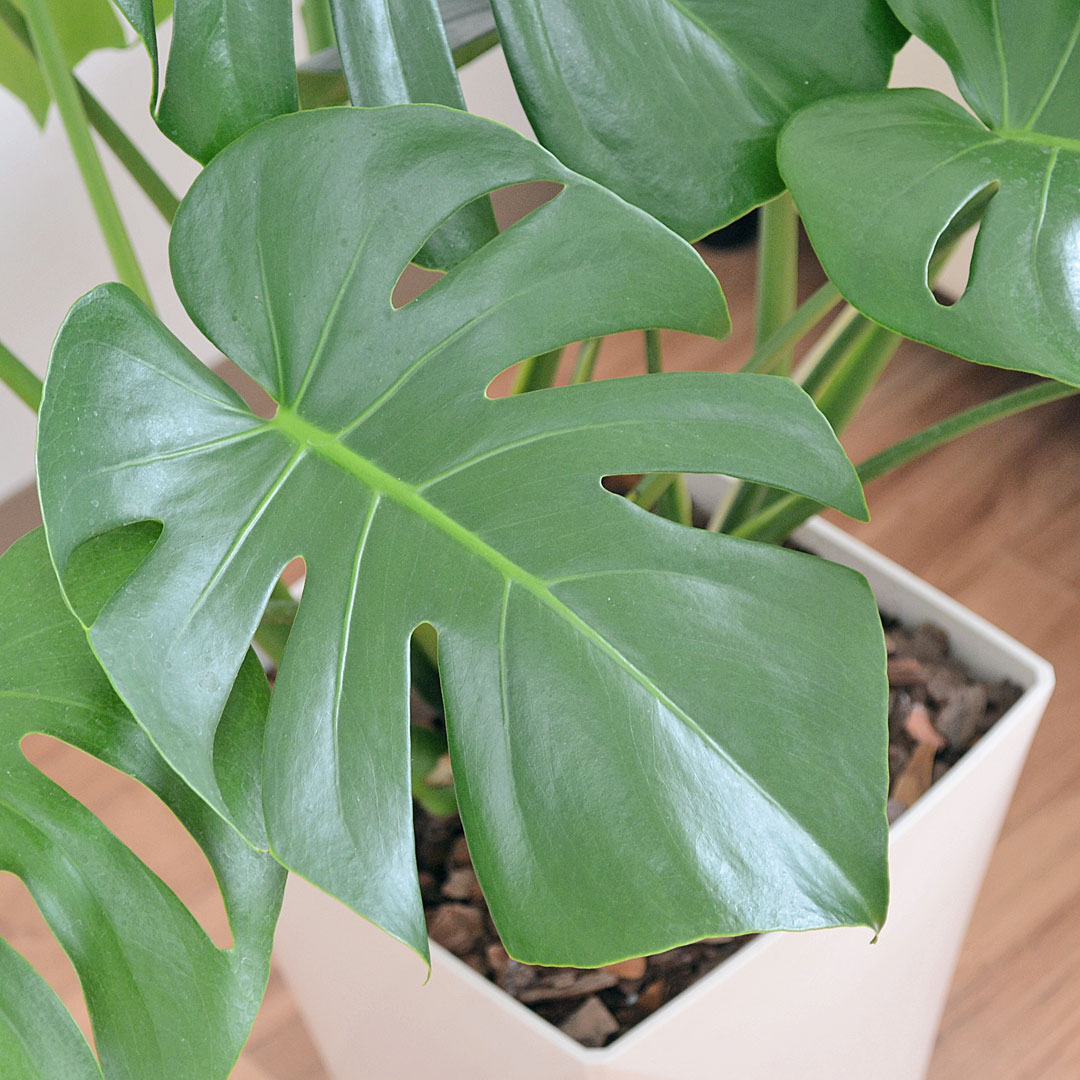 観葉植物の販売 ギフトならフラワーコーポレーション 送料無料 観葉植物 モンステラ 8号 スクエア鉢 ホワイト ブラック おしゃれ お祝い 大型